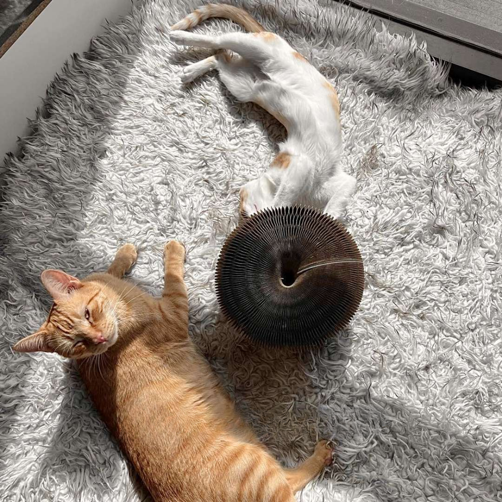 KITTYFY™️ - Kratzwirbel®