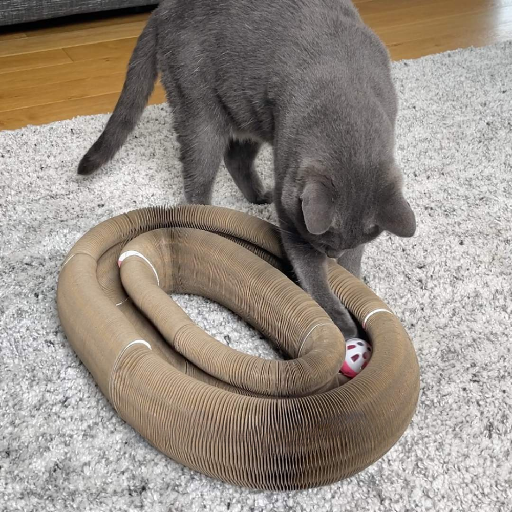 KITTYFY™️ - Kratzwirbel®