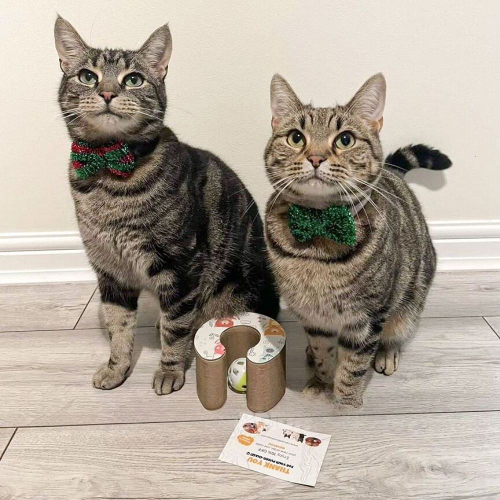 KITTYFY™️ - Kratzwirbel®